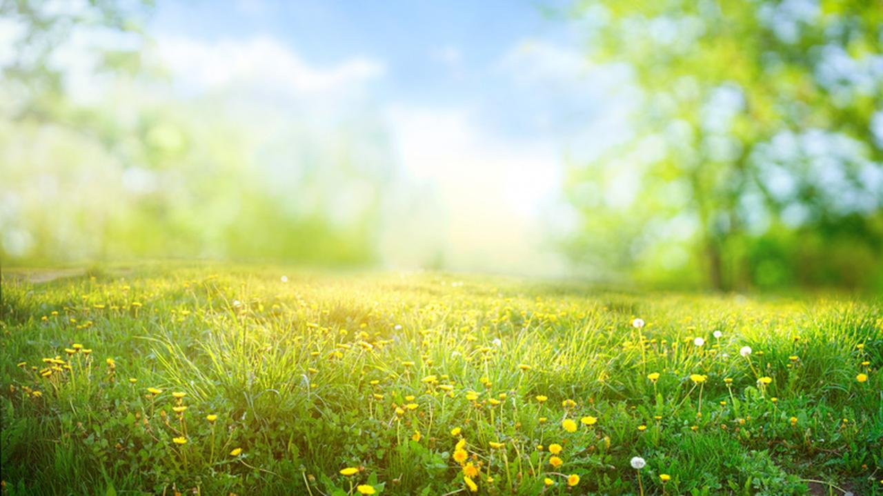 Zielona łąka pokryta żółtymi kwiatami, nad nią błękitne niebo. Prognoza pogody.