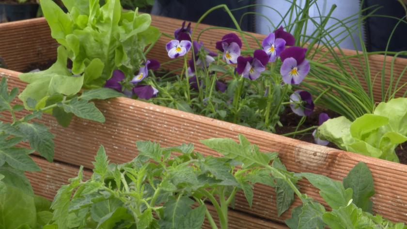 Jak zrobić ogród warzywny i owocowy na balkonie? 