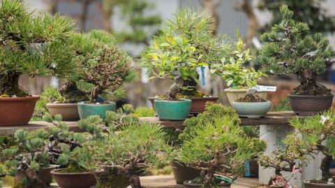 Bonsai – podstawowe odmiany, którą wybrać?