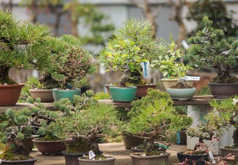 Drzewka bonsai – najlepsze odmiany do domu i ogrodu