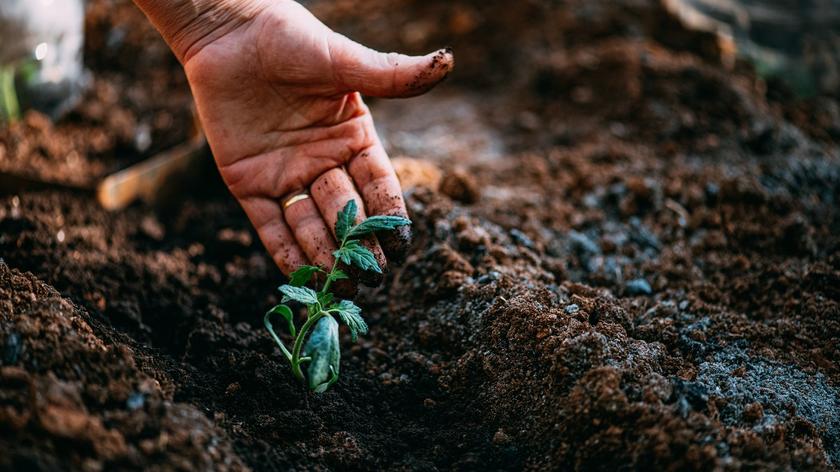 Rosnąca roślina uprawna