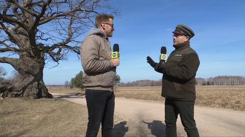 Dąb Dunin