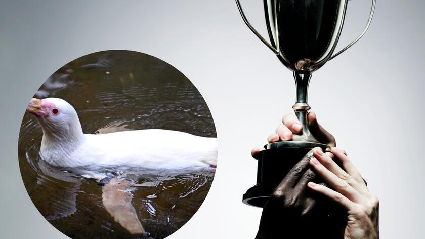 Zwyciężczyni plebiscytu "Pingwin roku"