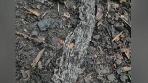 Pleń. Zagadkowy twór zgubił drogę w Beskidach