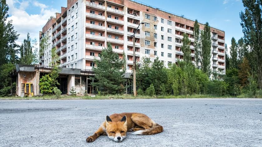 Czarnobyl. Lis leży na ulicy, w tle opuszczony budynek