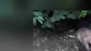 Lisy jak psy i koty. Czy staną się zwierzętami domowymi?
