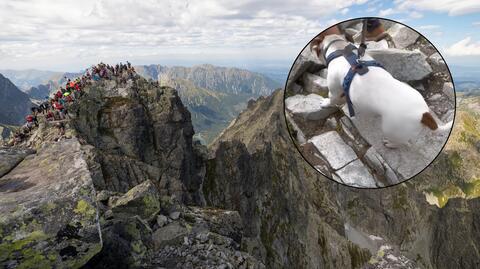 Przerażone psy na Rysach. Dlaczego nie wolno zabierać zwierząt w Tatry?