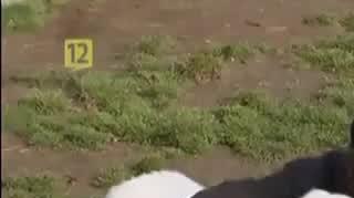 Olga Frycz pomaga zwierzętom