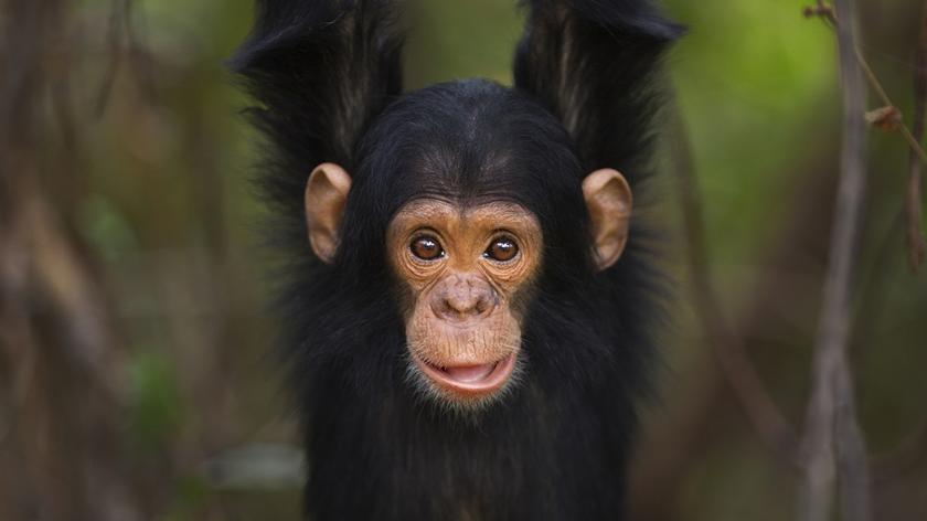 mały szympans