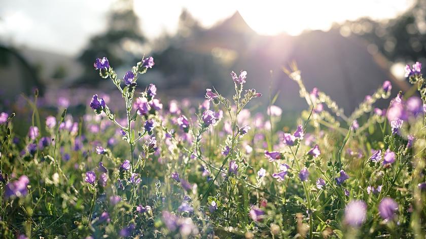 słoneczna wiosna, kwiaty