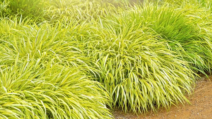 Uprawa trawy hakonechloa