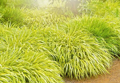 Uprawa trawy hakonechloa