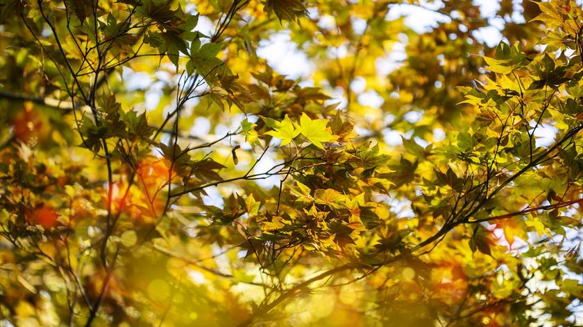 Jesienne liście
