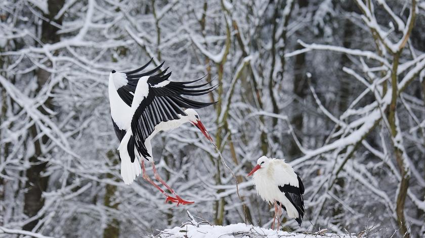 Bociany na gnieździe zimą