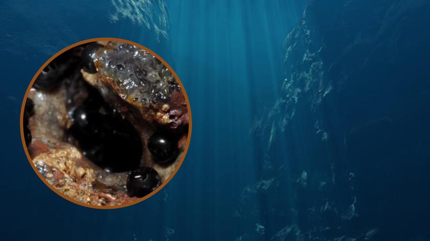 Naukowcy znaleźli tajemnicze, czarne i sączące się jaja na dnie oceanu. "To może być przełomowe odkrycie"
