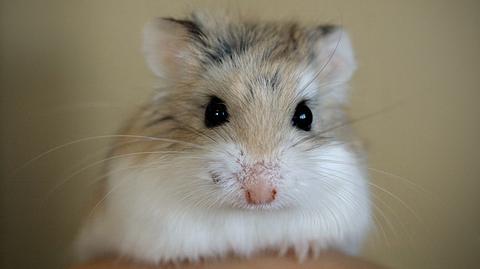 Chomik Roborowskiego