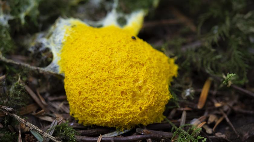 "Masło czarownicy", czyli wykwit piankowaty