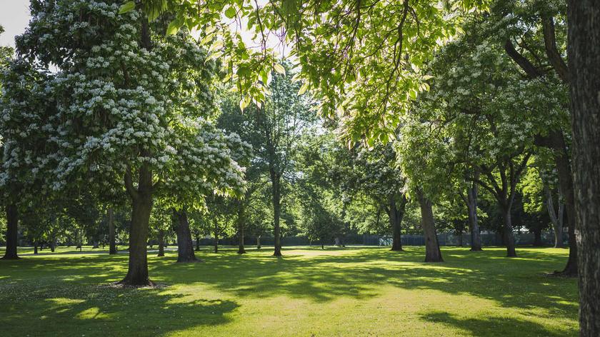 Park wiosną w pełnym słońcu