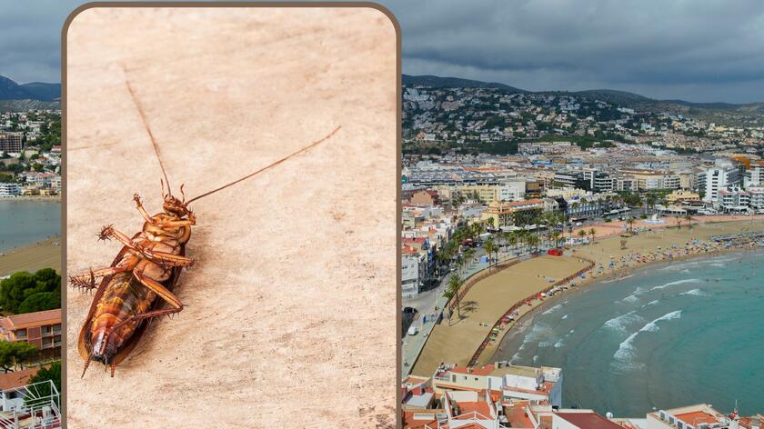 Karaluchy w hiszpańskim kurorcie