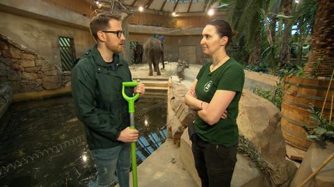 Warszawskie ZOO poszukuje opiekuna do słoni