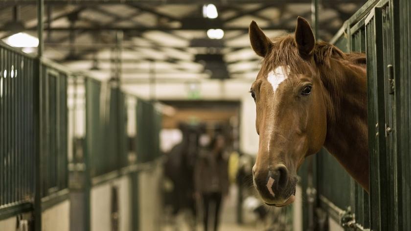 koń w stajni 