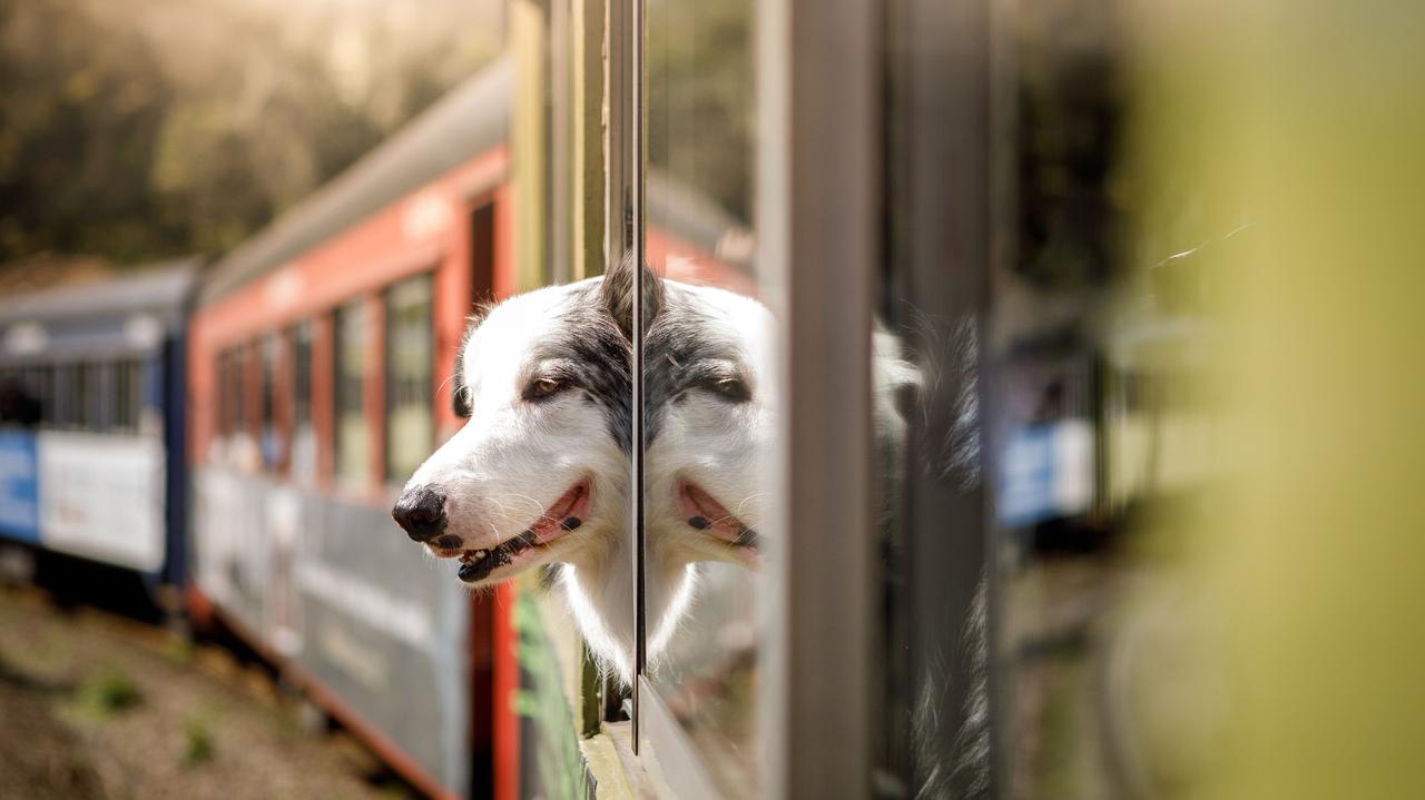 pies wygląda przez okno pociągu