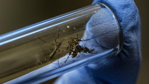 Australia. Nowe gatunki komarów śmiertelnie niebezpieczne dla ludzi