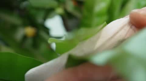 DD_20230427_Kwiaty_rep_REP