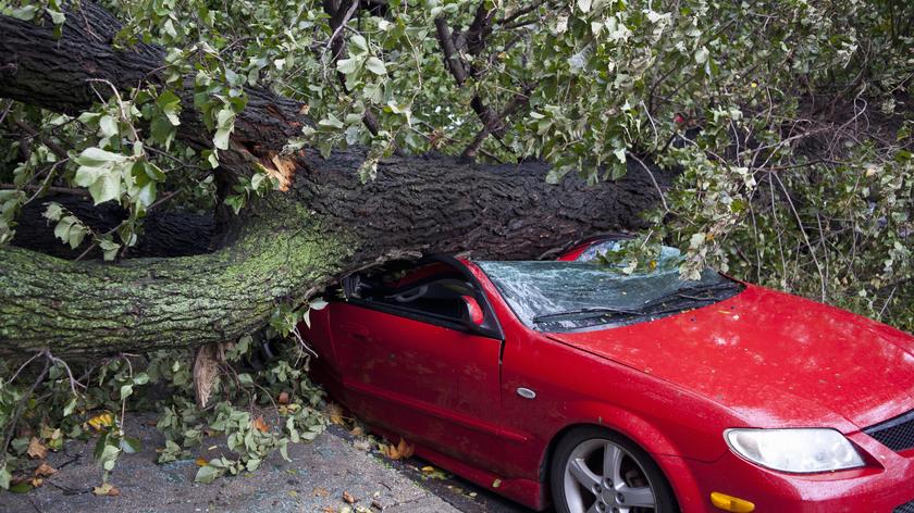 Wiatr powalił drzewo
