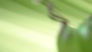 Bananlove ogrody 