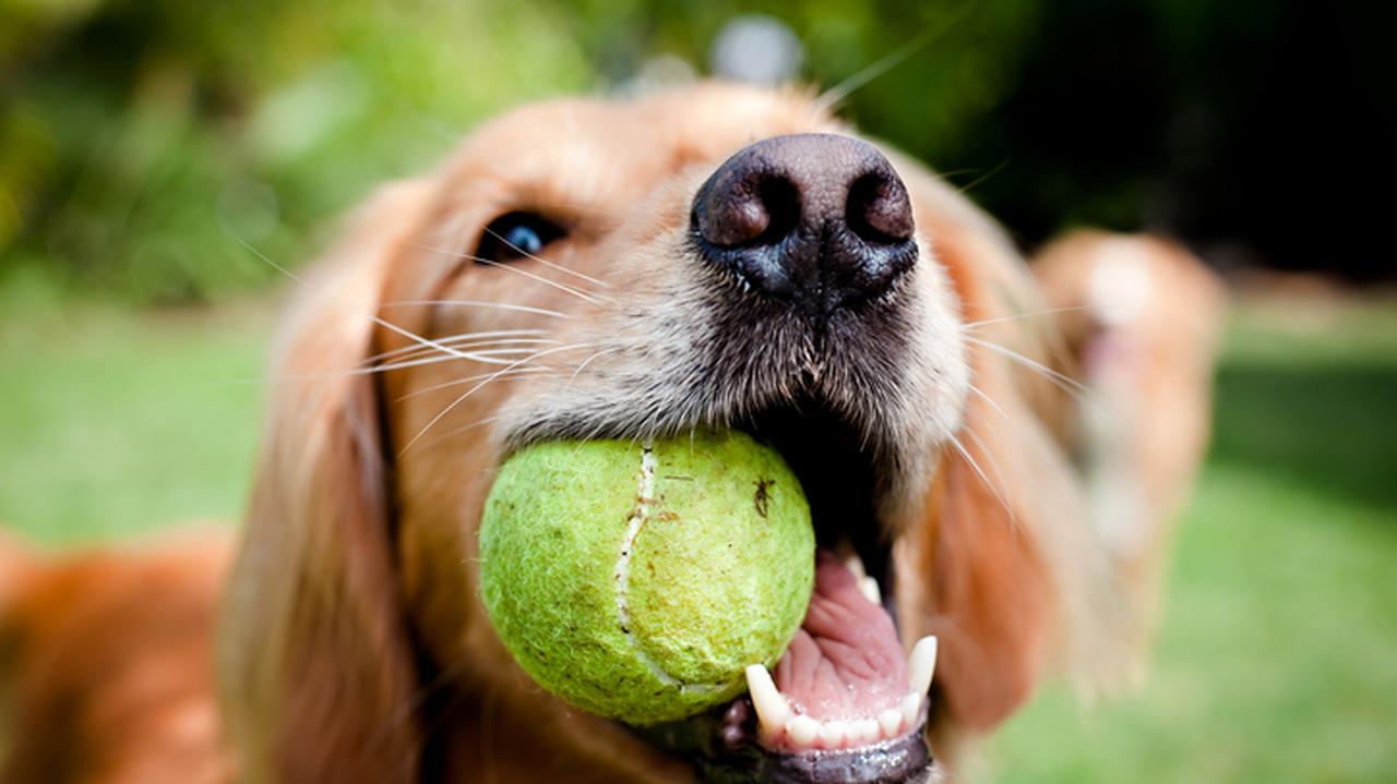 Pies z piłką tenisową w pysku. Piłka dla psa. Zabawki dla zwierząt.