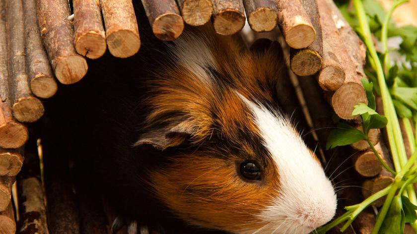 Świnka morska w drewnianym domku