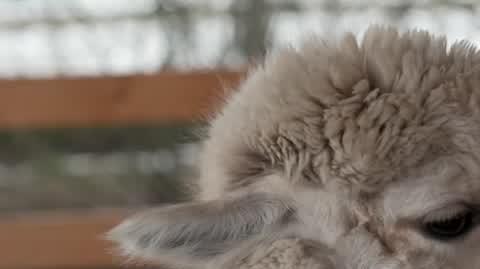 DD_20230218_Alpaczki_rep_REP