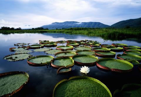 Pantanal – raj na ziemi