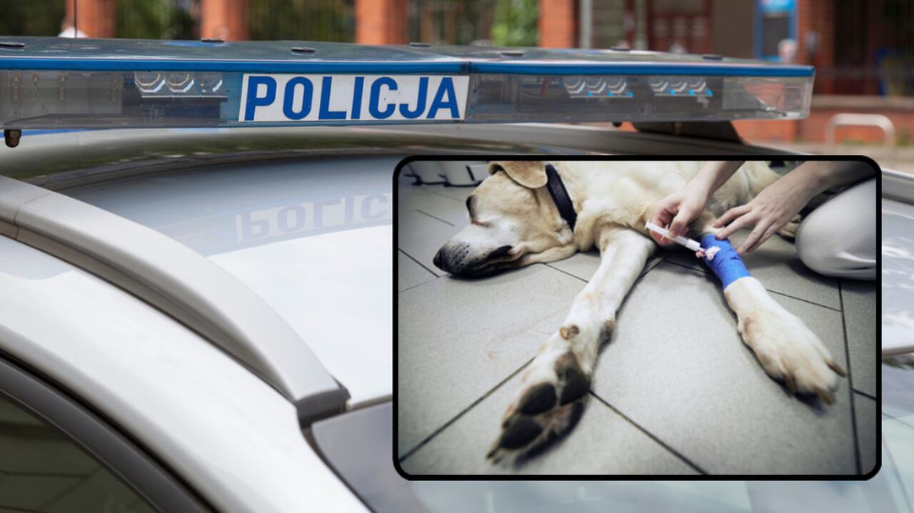 Radiowóz policyjny, leżący pies