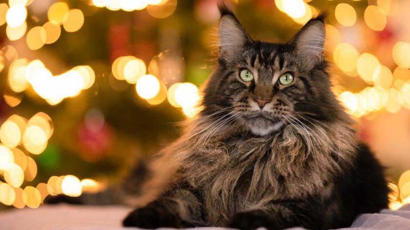 Kot Maine Coon