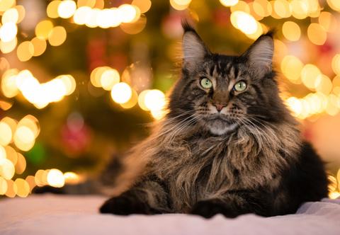 Maine Coon, czyli kot jak ryś. Jak o niego dbać?