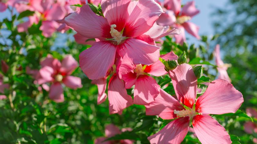 Hibiskus, krzew 