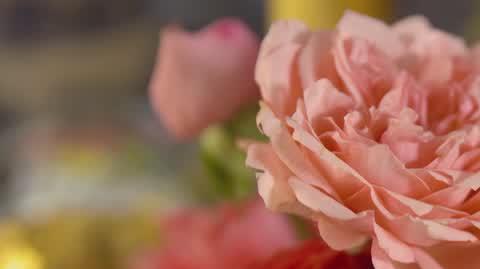 DD_20240416_Wesele_REP