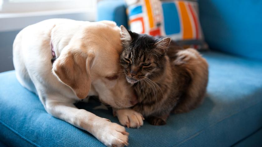 Pies i kot na kanapie. Choroby zwierząt. Nużyca u psa i kota