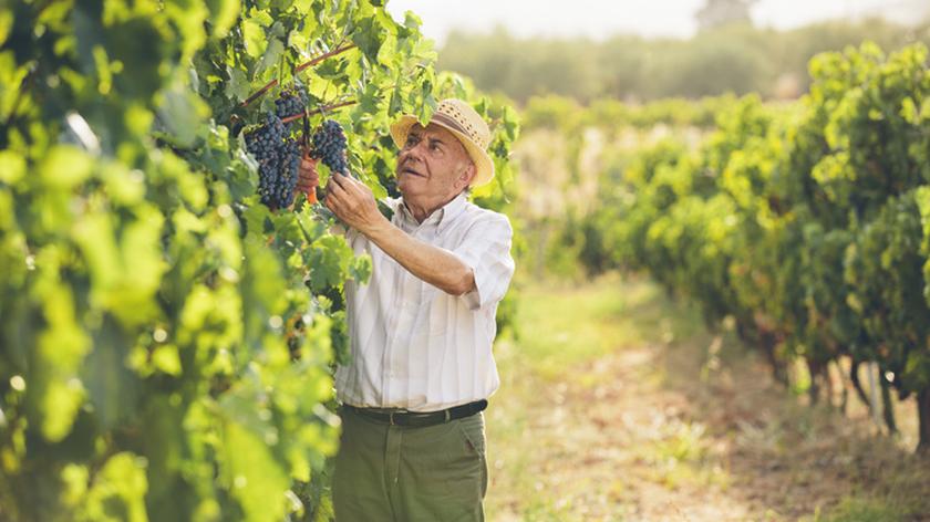 Jak przygotować moszcz winny?