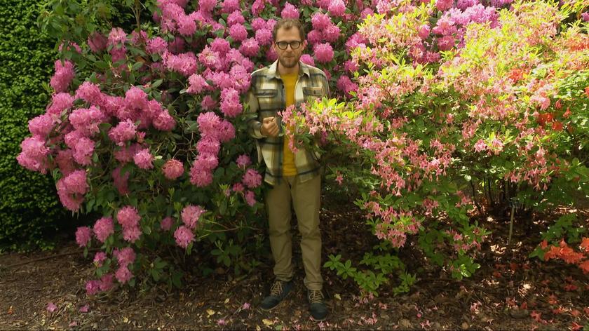 Rododendrony, czyli neony wśród kwiatów