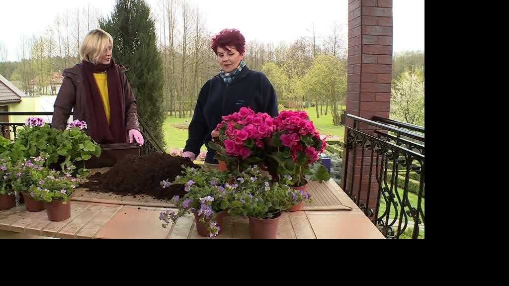 HGTV_NMWO_Pelargonie_Begonie