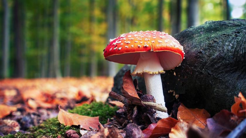 Muchomor w lesie