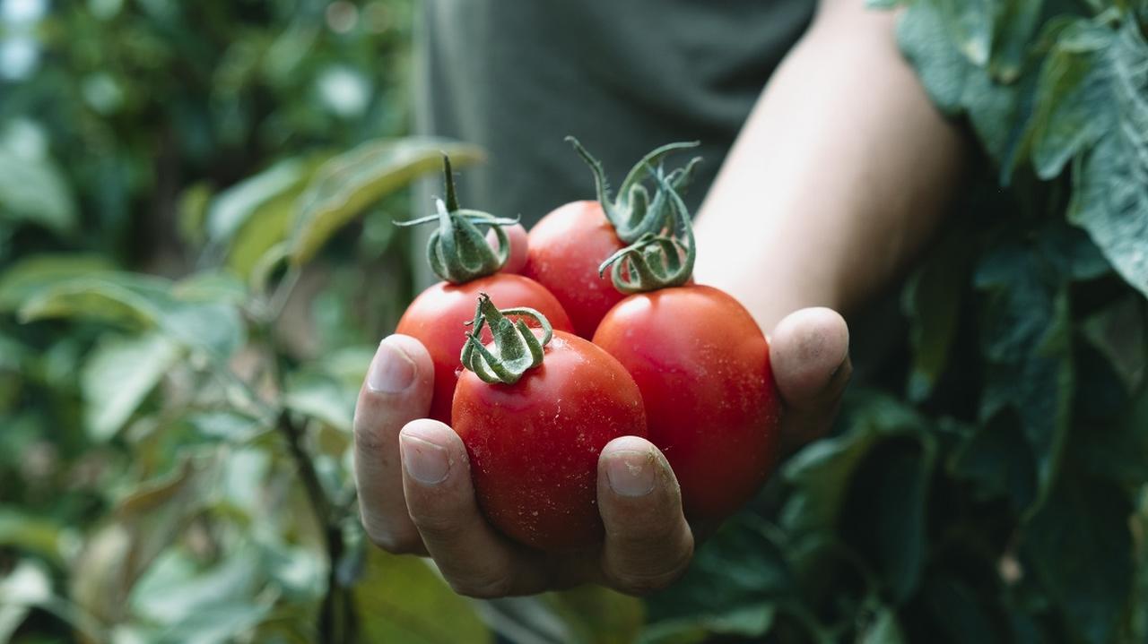 Pomidory w dłoniach